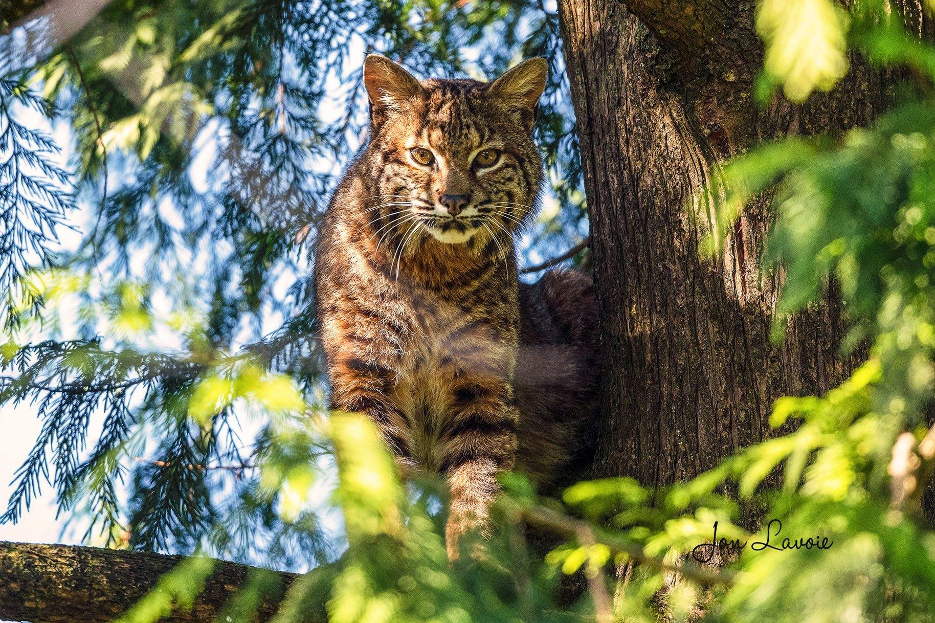 BC Wildlife photography by Jon Lavoie